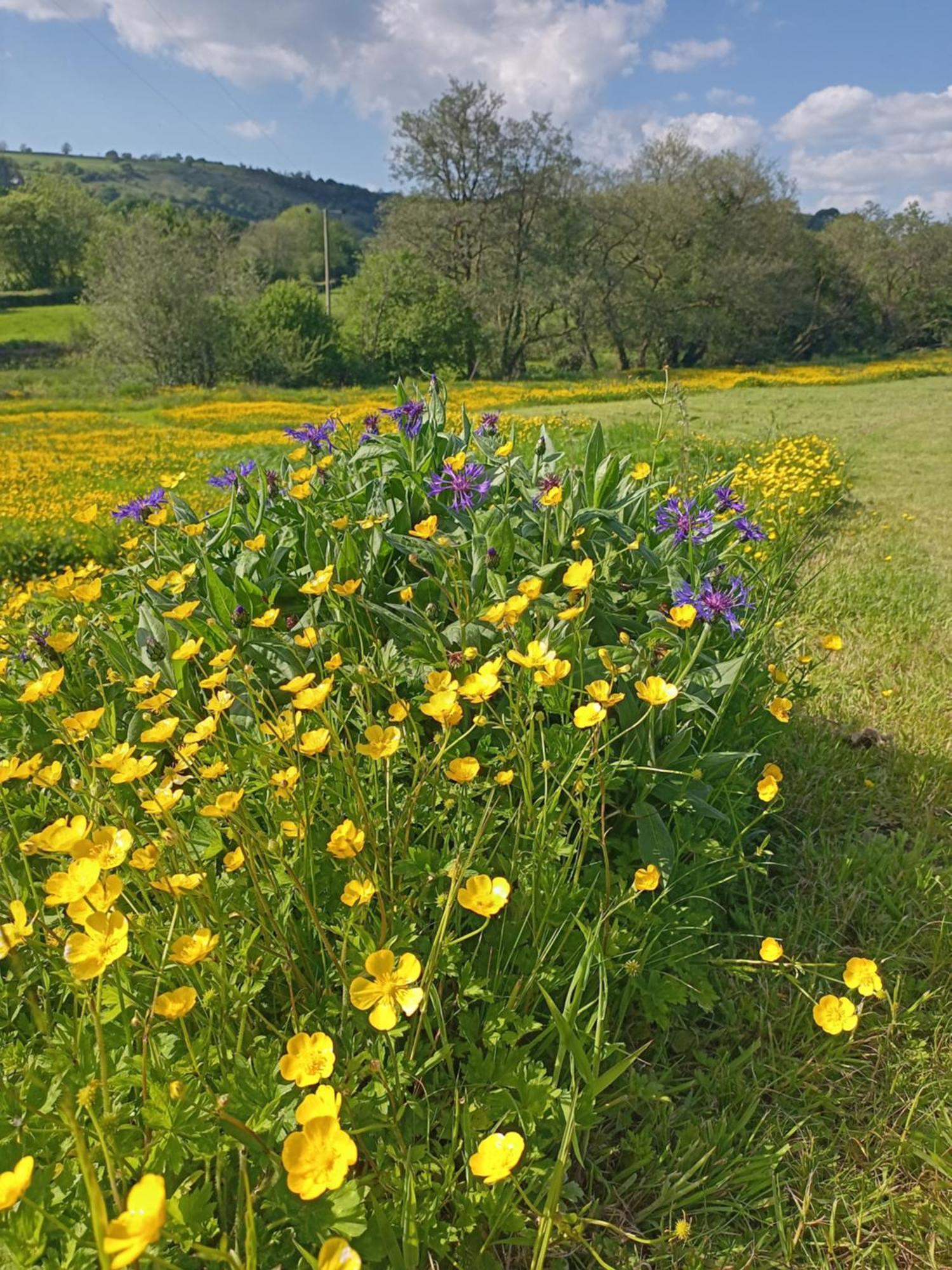 Oak Tree Farm Llanfynydd Exterior foto